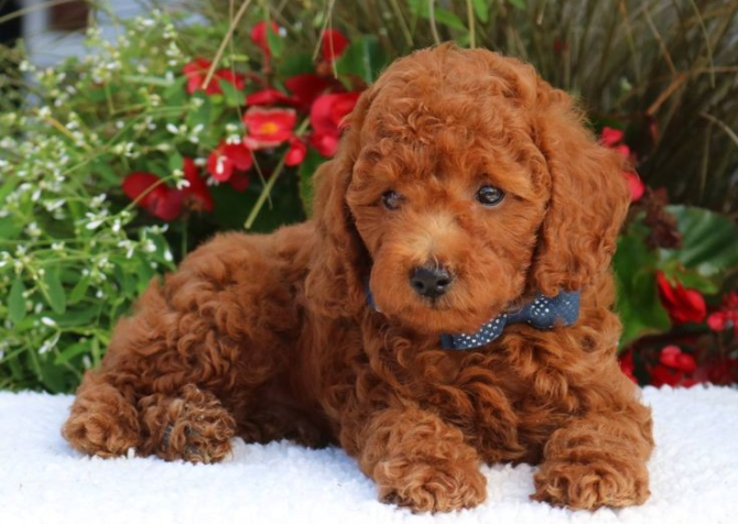 TOY POODLE BİBLO